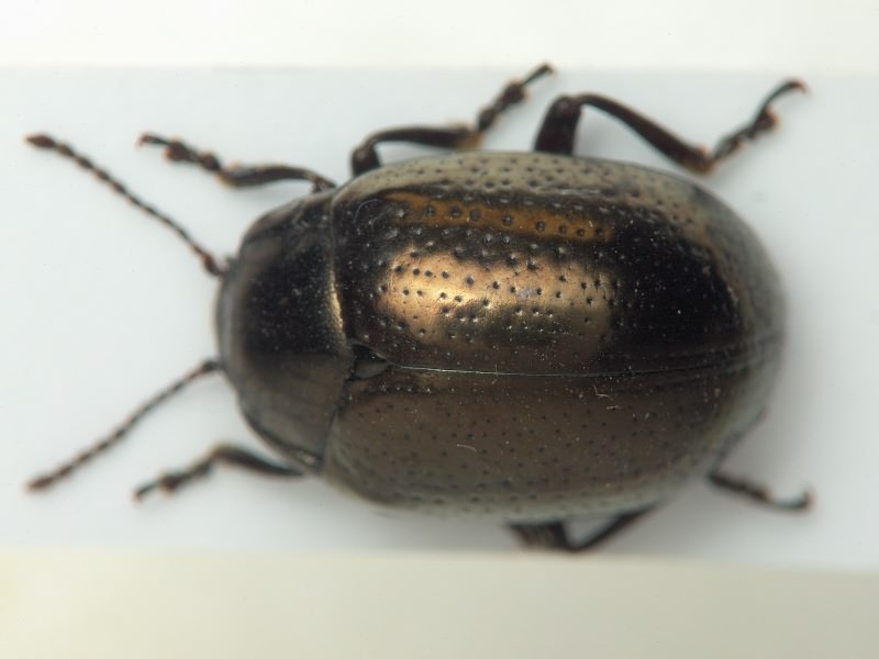 Chrysomelidae LatreiIle, 1802